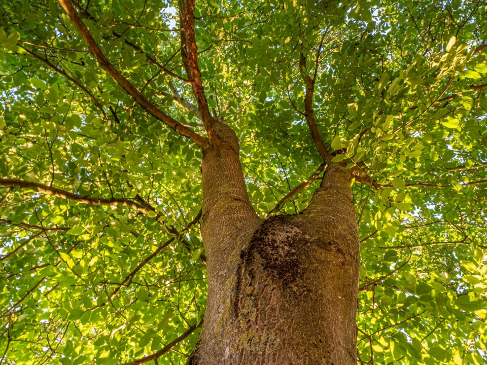 Okkernootboom onderaanzicht